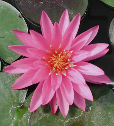 Mayla | Hardy Water Lily