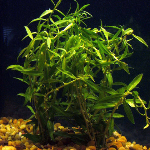 Mermaid Plant | Proserpinaca Paustris