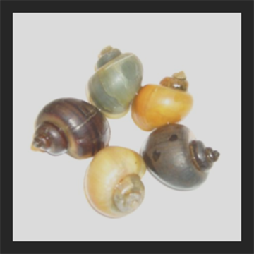 Mystery Snail Mix | Pomacea bridgesii | Not Hardy in the North