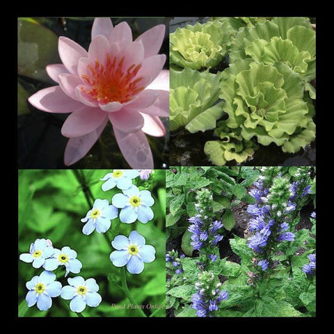 Small Water Garden Collection | Pink/Peach Hardy Water Lily