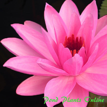 Piyalarp | Pink Night Blooming Tropical Water Lily