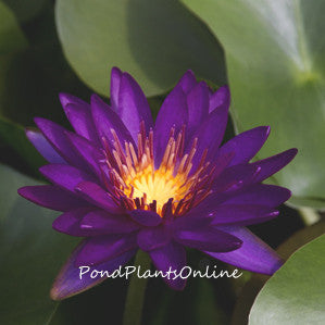 Purple Fantasy | Purple Hardy WaterLily