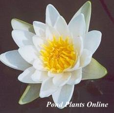 Snow Princess | Dwarf Hardy Water Lily