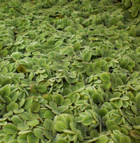 Salvinia | Salvinia Minima | 1/2 LB.