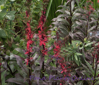 'Black Truffle' Cardinal Flower