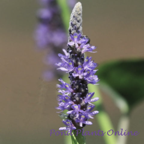 Royal Blue Pickerel Rush | Pontederia dilatata