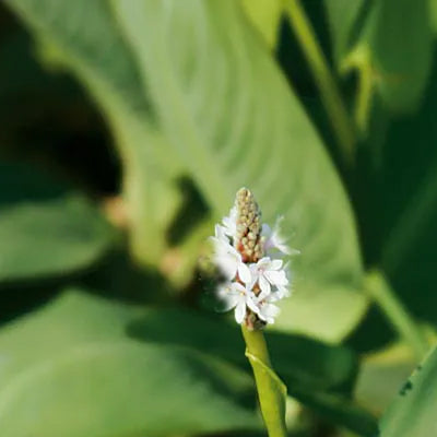 White Pickerel Rush | Pontederia cordata alba