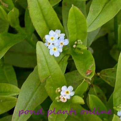 Forget-Me-Not | Myosotis scorpioides