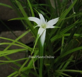 Star Grass | Dichromena colorata