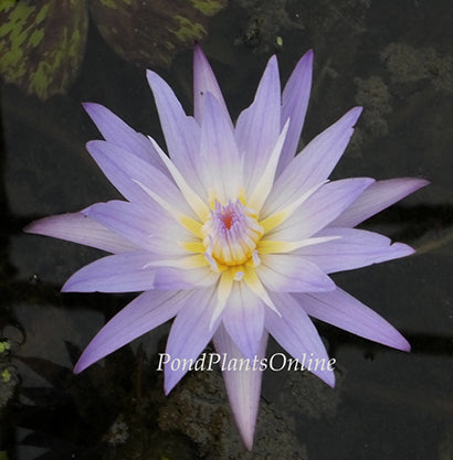 Star of Siam | Tropical Water Lily