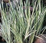 Dwarf Variegated Sweetflag | Acorus gramineus variegatus)