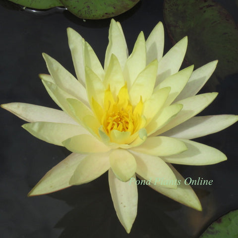 Texas Dawn | Yellow Hardy Waterlily