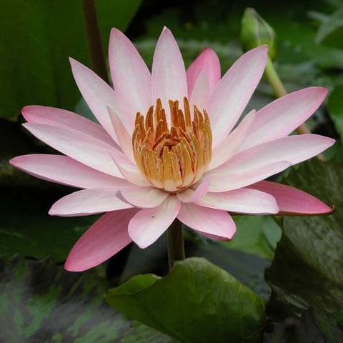 Texas Shell Pink | Night Blooming Tropical Water Lily