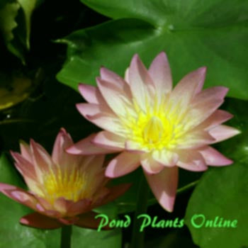 Tropic Sunset | Tropical Water Lily