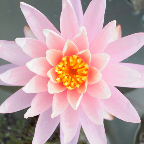 Assorted Pink Hardy Water Lily