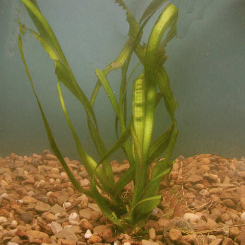 Vallisneria | Vallisneria americana