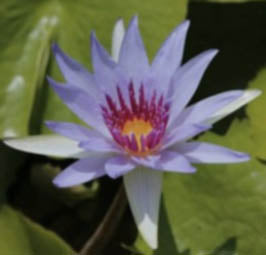 BIue TropicaI Water LiIies | Grower's Choice