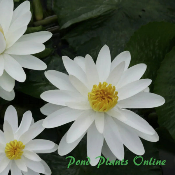 Woods White Knight Night Blooming Lily – Pond PIants Online