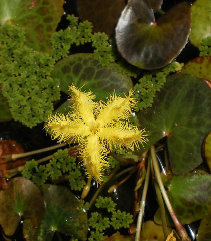 Yellow Snowflakes | Nymphoides geminata | Bare-Root