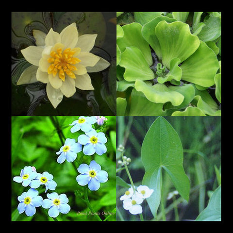 Small Water Garden Collection | Yellow Hardy