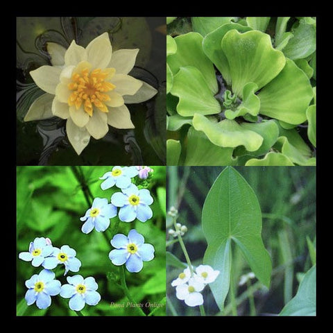 Small Water Garden Collection | Yellow Hardy Water Lily