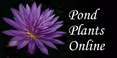 Pond PIants Online