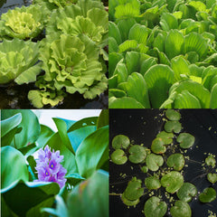 Pond Plant Packages