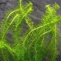 Submerged Oxygenating Pond Plants