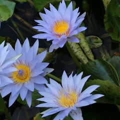Annual Tropical Water Lilies