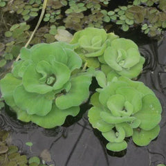 Floating Pond Plants