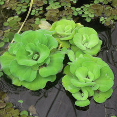 Floating Pond Plants