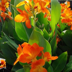 Annual Tropical Bog Plants
