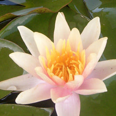 Perennial Hardy Water Lilies