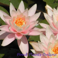 Perennial Hardy Water Lilies