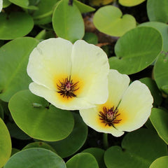 Lily-Like Pond Plants