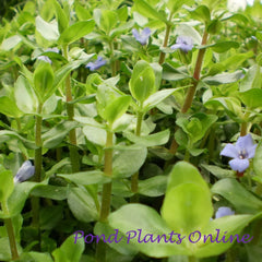 Emergent Pond Plants