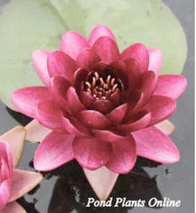 Almost Black Water Lily