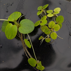 Amazon Frogbit | Limnobium laevigatum