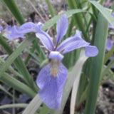 Blue Flag lris | lris versicolor