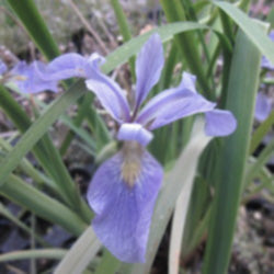 Blue Flag lris | lris versicolor