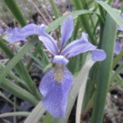 Blue Flag Iris | Iris versicolor