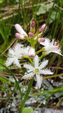 Bog Bean  | Menyanthes trifoliata | Temporarily Out of Stock