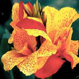 Canna Cleopatra | Variegated Red Yellow Canna