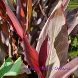 Canna Cleopatra | Red Yellow Canna | Red Leaves