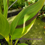 Canna Cleopatra | Variegated Red Yellow Canna