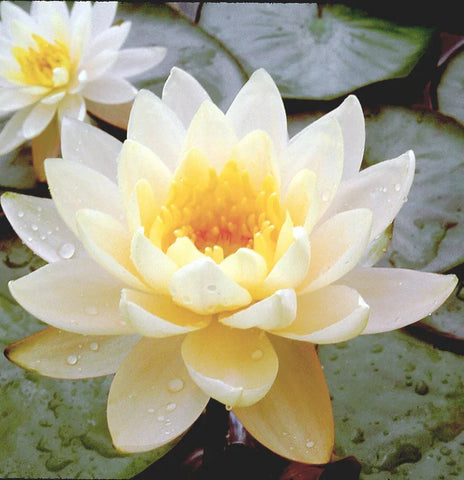lily pad yellow flower Inner Light
