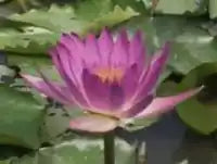 Lady Red |  Tropical Water Lily