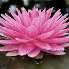 Mahasombut | Hardy Water Lily
