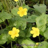 Marsh Marigold | Caltha palustris
