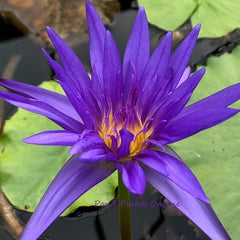Midnight Serenade | Tropical Water Lily